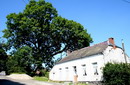 European ash - Weeping Ash